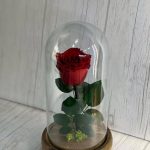 رز جاویدان کدJ01